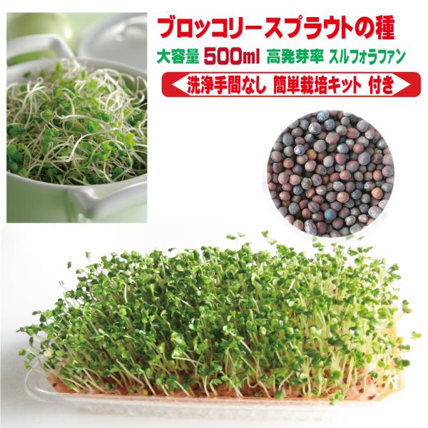 【 簡単栽培キット付き 】ブロッコリースプラウト 種子 500ml 健康成分 スルフォラファン 含有...
