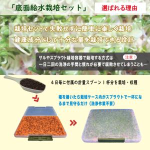 ブロッコリースプラウト種子200ml(底面給水...の詳細画像1