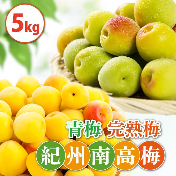 完熟梅・青梅　5kg　紀州南高梅　熟度・量・粒サイズが選べる　送料無料(一部別途) 梅シロップ　梅ジ...