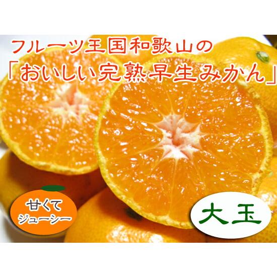 【季節限定】フルーツ王国和歌山の早生みかん（大玉L）５ｋｇ