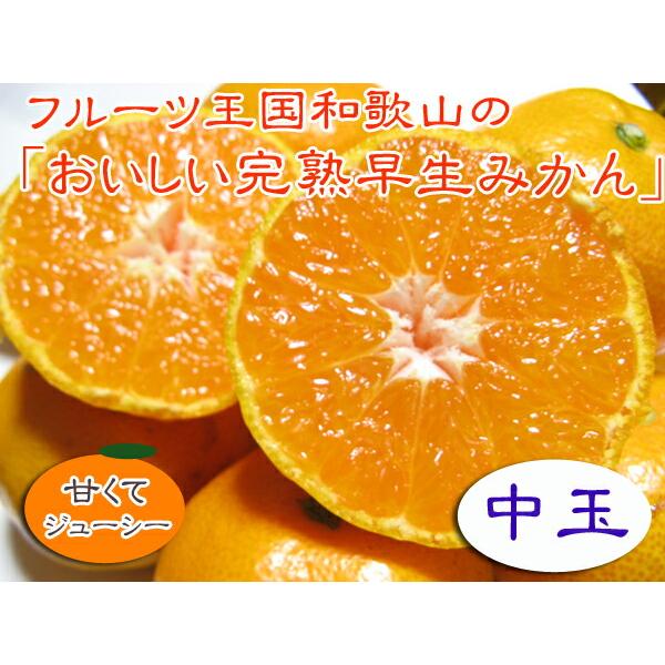【季節限定】フルーツ王国和歌山の早生みかん（中玉M）５ｋｇ