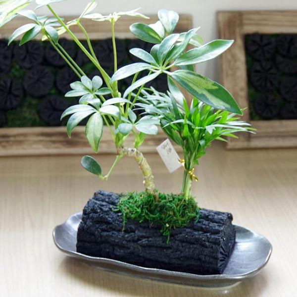 炭花壇 LH カポック寄せ 観葉植物 炭 木炭 浄化 消臭 除湿 調湿 インテリア 運気アップ おし...