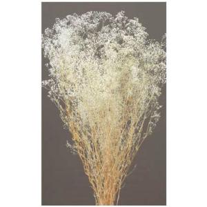 【プリザーブドフラワー　花材　資材】ミニカスミ草・白・大地農園