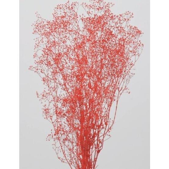 【プリザーブドフラワー　花材　資材】 ミニカスミ草・レッド・大地農園