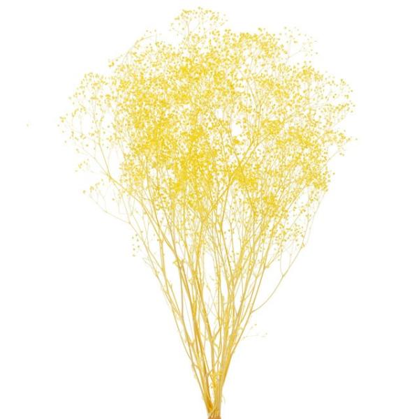 【プリザーブドフラワー　花材　資材】 ミニカスミ草・エンジェルイエロー・大地農園