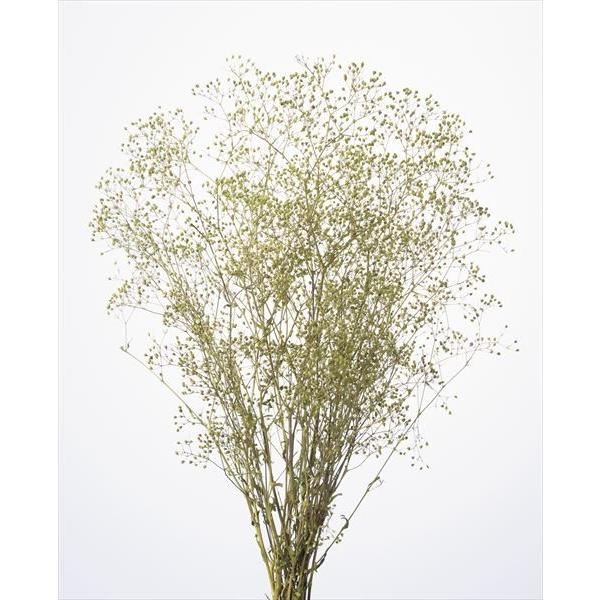 【プリザーブドフラワー　花材　資材】 ミニカスミ草・パウダーグリーン・大地農園