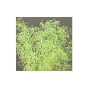 【プリザーブドフラワー 花材 資材】 ミニカスミ...の商品画像