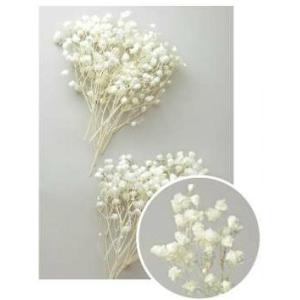 【プリザーブドフラワー　花材　資材】 カスミ草・オーバータイム・白（ヘッド）・大地農園