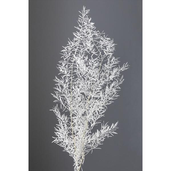 【プリザーブドフラワー　花材　資材】 オフホワイト・アスパラスプリンゲリー・大地農園　葉物　葉