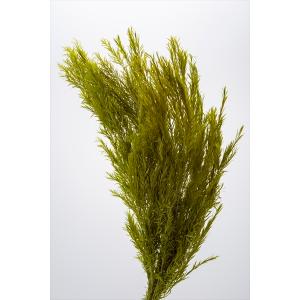 【プリザーブドフラワー　花材　資材】 ティーツリー（メラレウカ）ライムグリーン