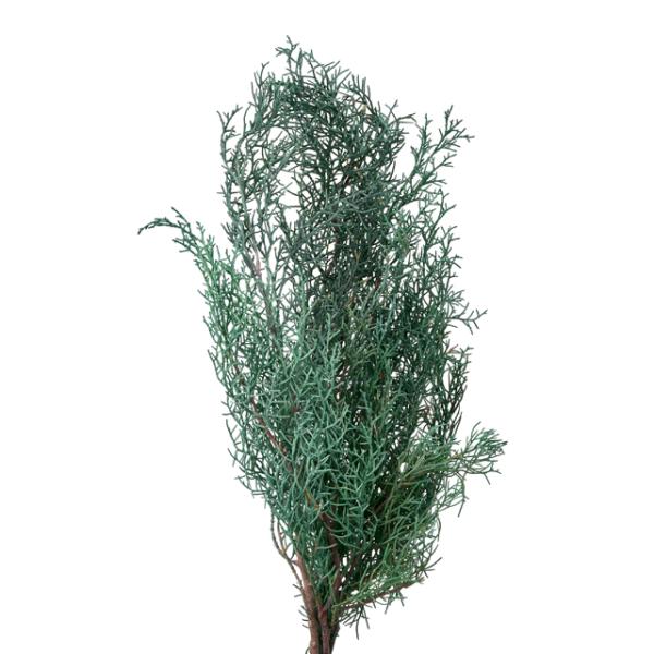 【プリザーブドフラワー　花材　資材】 ブルーアイス・シルバーグリーン・大地農園