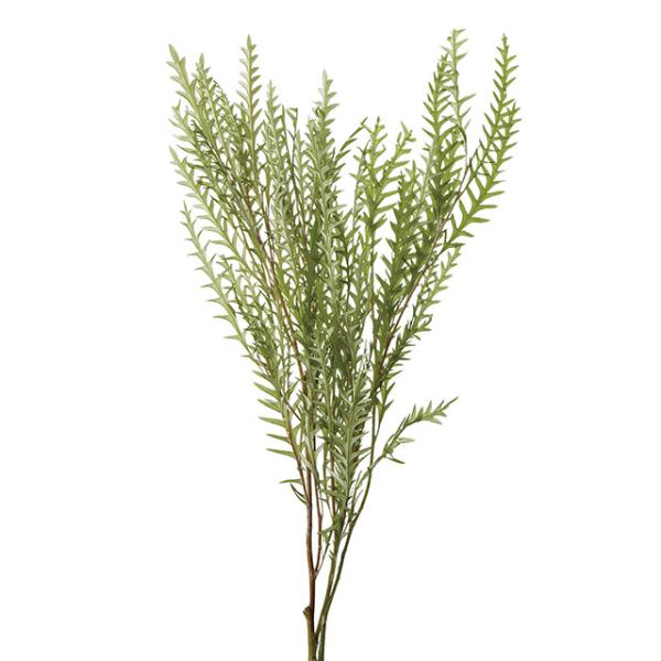 【プリザーブドフラワー　花材　資材】グレビレア・アイバンフォー・スプリンググリーン・大地農園