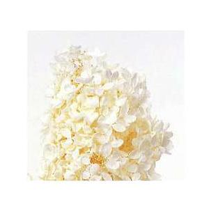 【プリザーブドフラワー　花材　資材】 ピラミッドアジサイ・ヘッド・オフホワイト