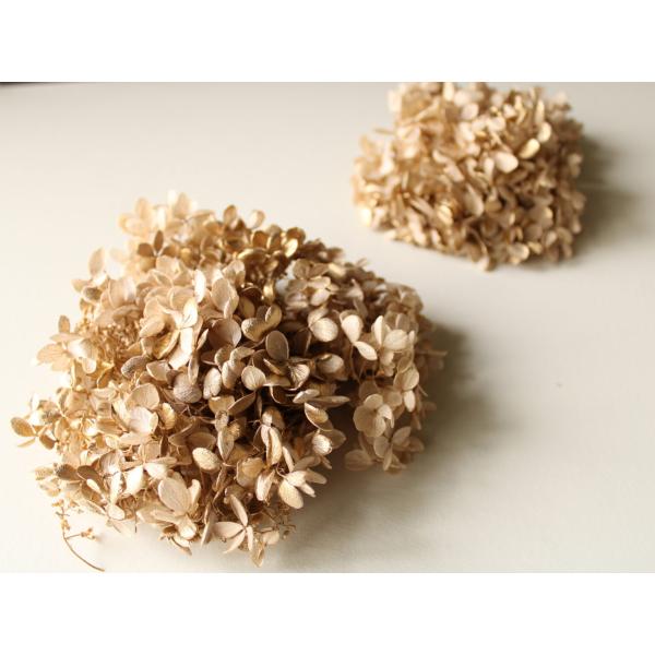 【プリザーブドフラワー　花材　資材】 ピラミッドアジサイ・ヘッド・シャンパンゴールド・大地農園