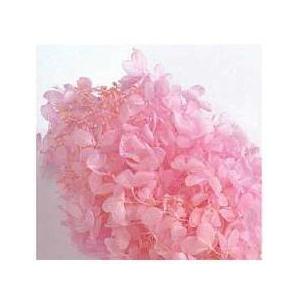 【プリザーブドフラワー　花材　資材】 ピラミッドアジサイ・ヘッド・ベビーピンク