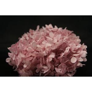 【プリザーブドフラワー　花材　資材】 ピラミッドアジサイ・ヘッド・クラウドピンク
