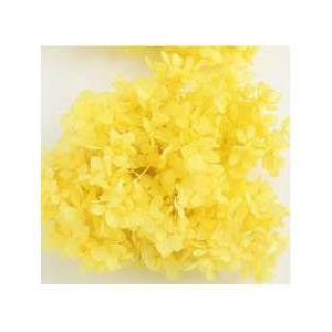 【プリザーブドフラワー　花材　資材】 ピラミッドアジサイ・ヘッド・モーニングイエロー