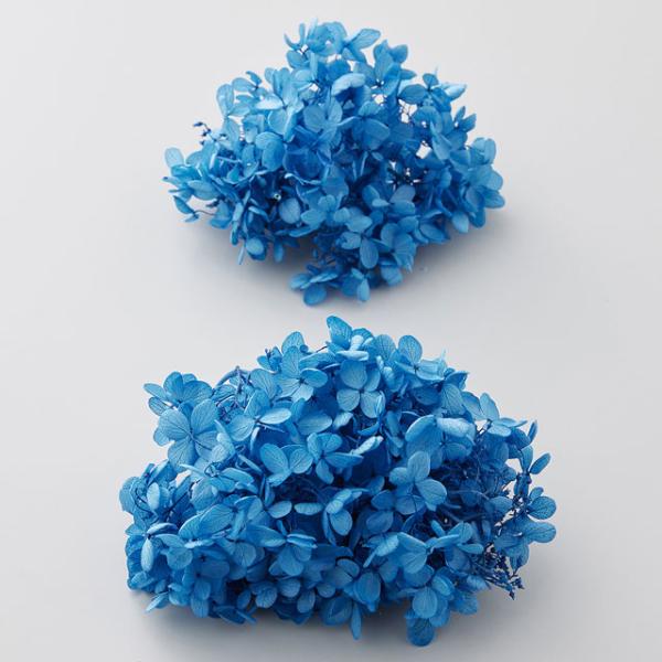 【プリザーブドフラワー　花材　資材】ピラミッドアジサイ・ヘッド・ブルー・大地農園