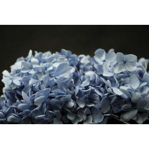 【プリザーブドフラワー　花材　資材】 ピラミッドアジサイ・ヘッド・ロイヤルブルー