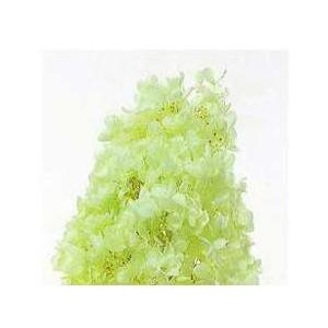 【プリザーブドフラワー　花材　資材】 ピラミッドアジサイ・ヘッド・クリアグリーン