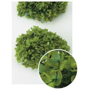 【プリザーブドフラワー　花材　資材】 ピラミッドアジサイ・ヘッド・グリーン