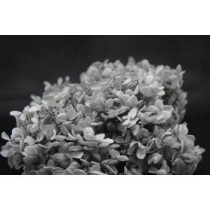 【プリザーブドフラワー　花材　資材】 ピラミッドアジサイ・ヘッド・パールグレー