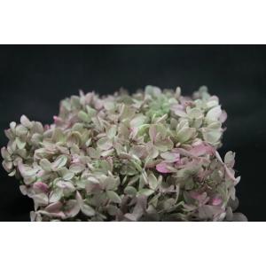 【プリザーブドフラワー　花材　資材】 ピラミッドアジサイ・ヘッド・オレガノピンク
