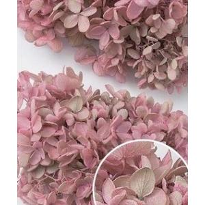 【プリザーブドフラワー　花材　資材】 ピラミッドアジサイ・ヘッド・ピンクライム