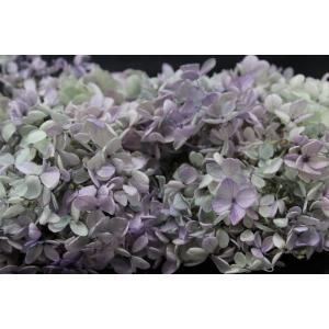 【プリザーブドフラワー　花材　資材】 ピラミッドアジサイ・ヘッド・オレガノパープル