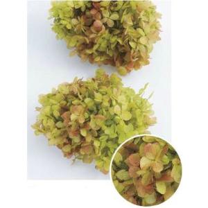 【プリザーブドフラワー　花材　資材】 ピラミッドアジサイ・ヘッド・グリーンロゼ