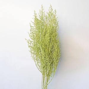 【プリザーブドフラワー　花材　資材】ストーベ・クリアグリーン・大地農園