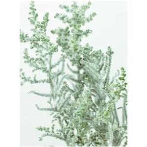 【プリザーブドフラワー　花材　資材】ストーベ・フロッキーグリーン