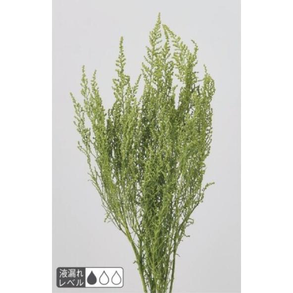 【プリザーブドフラワー　花材　資材】ストーベ・グラスグリーン・大地農園