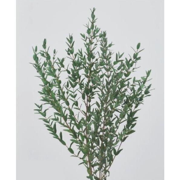 【プリザーブドフラワー　花材　資材】小葉ユーカリ（国産）・ミストグリーン・大地農園