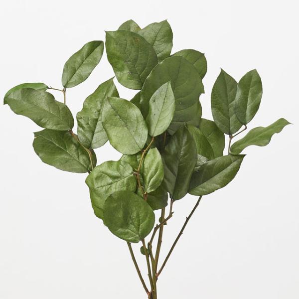 【プリザーブドフラワー　花材　資材】 レモンリーフ・大地農園