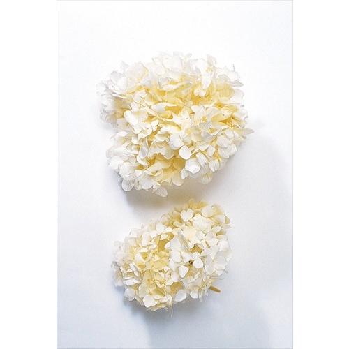 【プリザーブドフラワー　花材　資材】 ゆめアジサイ・ヘッド・オフホワイト