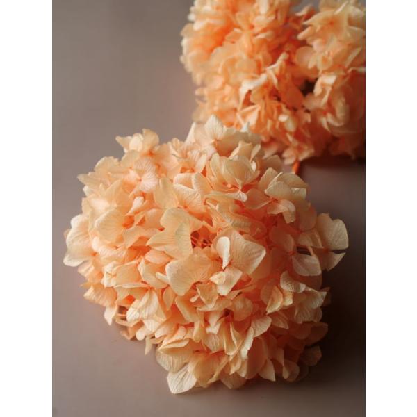 【プリザーブドフラワー　花材　資材】 ゆめアジサイ・ヘッド・ジュリアオレンジ