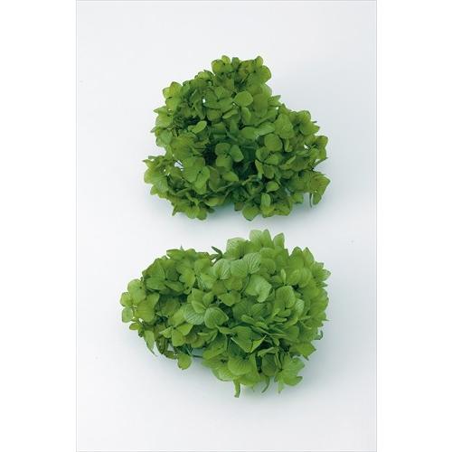 【プリザーブドフラワー　花材　資材】 ゆめアジサイ・ヘッド・グリーン