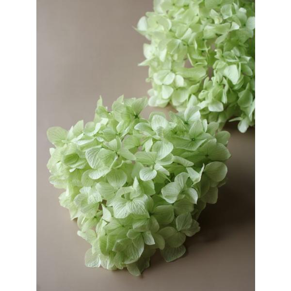 【プリザーブドフラワー　花材　資材】 ゆめアジサイ・ヘッド・クリアグリーン