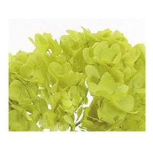 【プリザーブドフラワー　花材　資材】 ゆめアジサイ・ヘッド・ライトグリーン