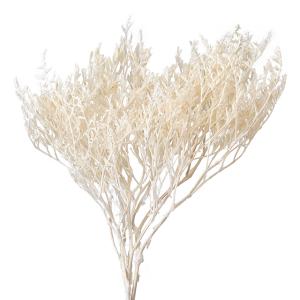 【プリザーブドフラワー　花材　資材】 オフホワイト・タタリカ・大地農園