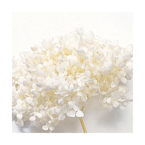 【プリザーブドフラワー　花材　資材】 アナベル・ヘッド・オフホワイト・大地農園