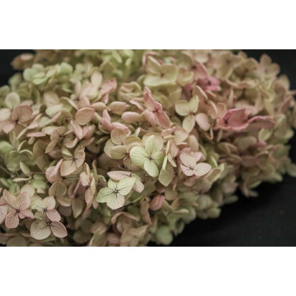 【プリザーブドフラワー　花材　資材】 アナベル・ヘッド・オレガノピンク・大地農園