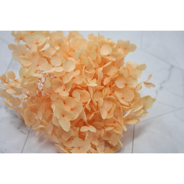 【プリザーブドフラワー　花材　資材】 アナベル・ヘッド・ジュリアオレンジ・大地農園