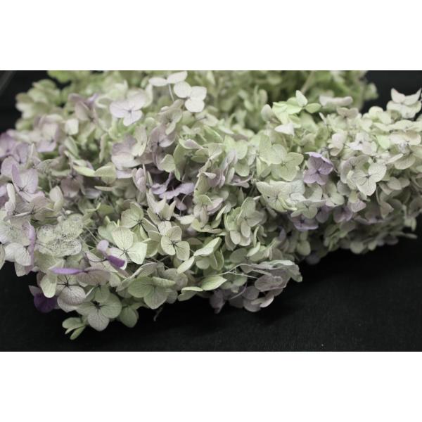 【プリザーブドフラワー　花材　資材】 アナベル・ヘッド・オレガノパープル・大地農園