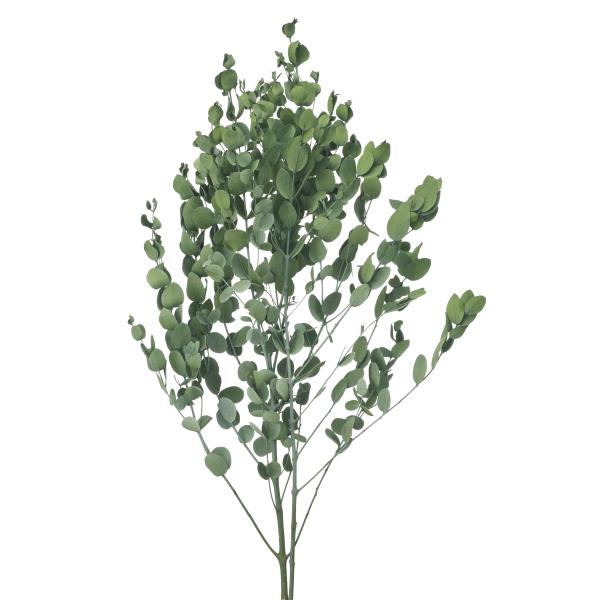 【プリザーブドフラワー　花材　資材】 グニーユーカリ（国産）・シルバーグリーン・大地農園