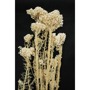 ライスフラワー・オフホワイト