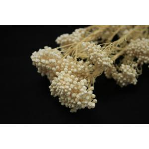 【プリザーブドフラワー ドライフラワー 花材 ...の詳細画像1