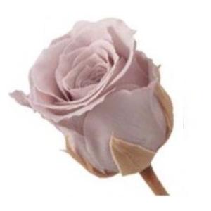 【プリザーブドフラワー　花材　資材】 ピンクベージュ・ビビアン（24輪入り）