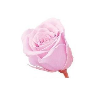 【プリザーブドフラワー　花材　資材】 シャーベットピンク・ビビアン・大地農園（24輪入り）